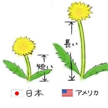 アメリカのたんぽぽ