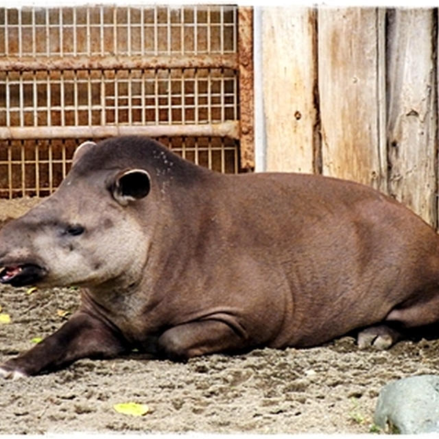 ■怒られた…(´・ω・`)ｼｮﾎﾞｰﾝ■上野動物園