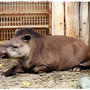■怒られた…(´・ω・`)ｼｮﾎﾞｰﾝ■上野動物園