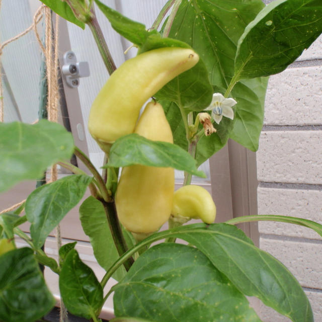 【お野菜たち】　お野菜たちの成長中