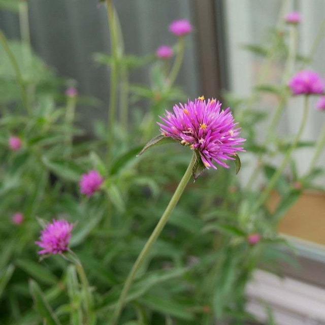 ゴンフレナ・ラブラブラブ2025#最近撮った写真は