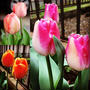 【Instagram】理想のチューリップ畑には程遠いけど、可愛く咲いてくれると嬉しい！#チューリップ #tulips #mygarden #mytulips #myflowers