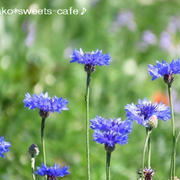 ＊お散歩＊紫の花＊