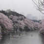 雨と桜の千鳥ヶ淵