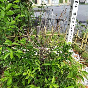 近隣の小学校の記念植樹「橘」