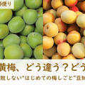 「青梅と黄梅、どう違う？どう選ぶ？」─失敗しない“はじめての梅しごと”豆知識