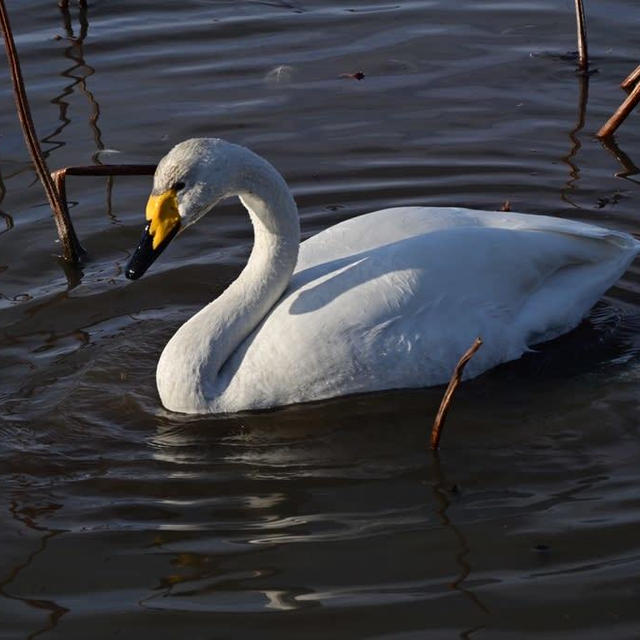 瓢湖の白鳥20210114