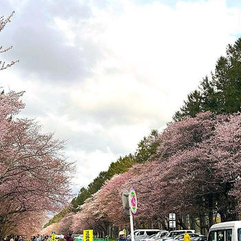 【道の駅巡り27.28.29】新ひだか方面へ　～　静内二十軒道路　～　桜並木 と、母の日。