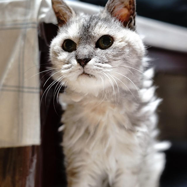 家のお猫様は24歳・・・人間で言えば112歳だそうです(@_@)