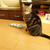 おうちごはんにねこと私のメンタル