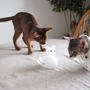 ホタルイカと菜の花のパスタランチと、雪だるまと猫