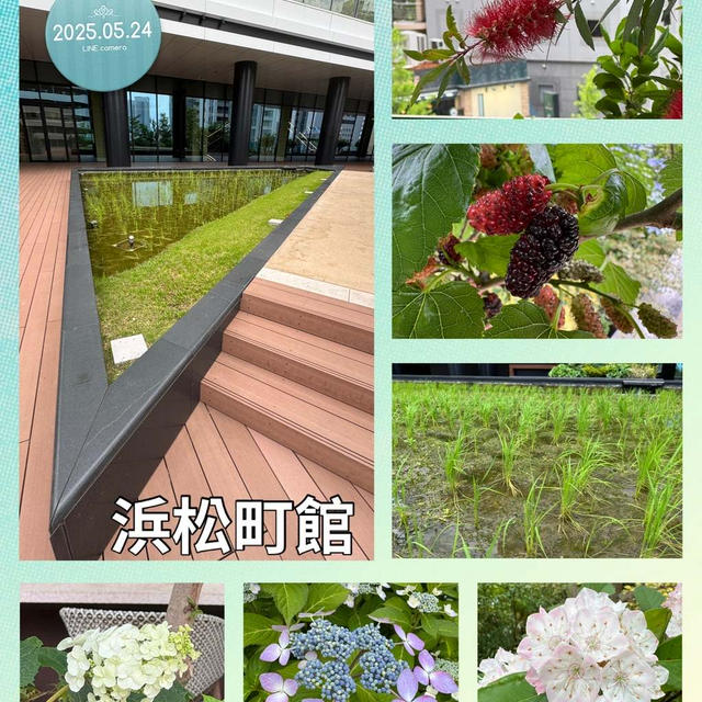 浜松町館～都心のオアシス！開放的な屋上テラスの水田と植物