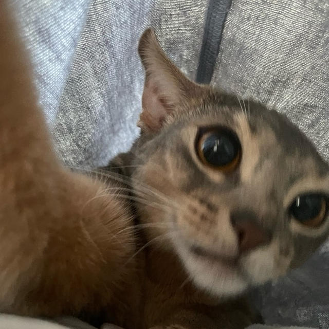 裾から突入してくる坊