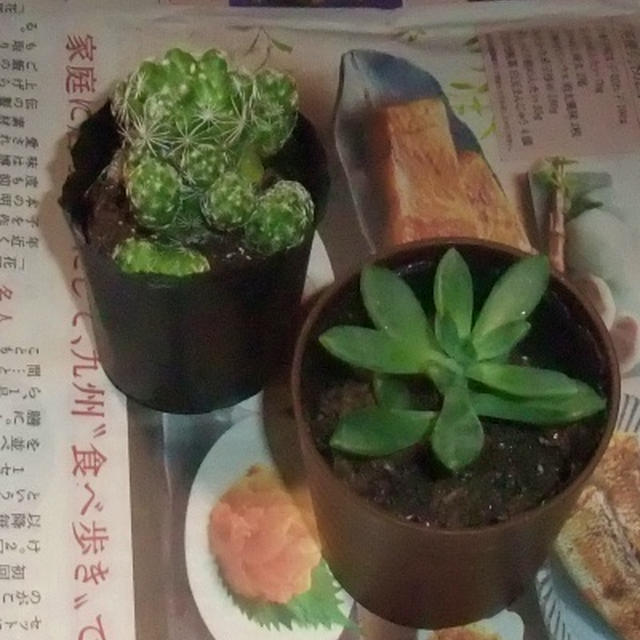 ダイソーの多肉植物を植え替え