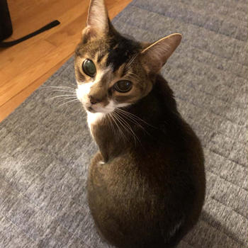 楽して美味しく（出汁のはなし）