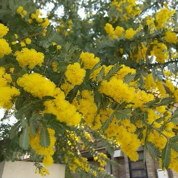 春を告げる花「ミモザの日」！
