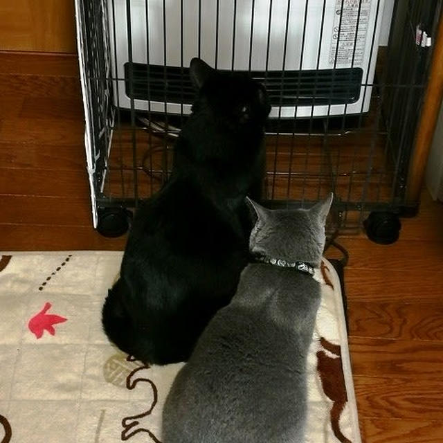 【小梅・さくら・桃之介通信】ファンヒーターを出しました