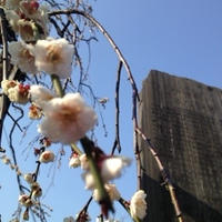 2014お花見