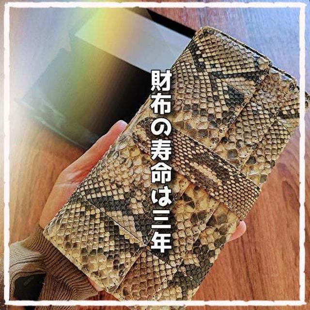 パイソンデビュー