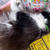 猫ってやつぁ、可愛いやら邪魔くさいやらww