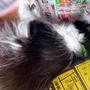 猫ってやつぁ、可愛いやら邪魔くさいやらww