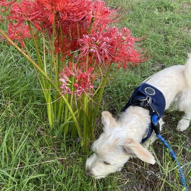 赤い花白い花　彼岸花