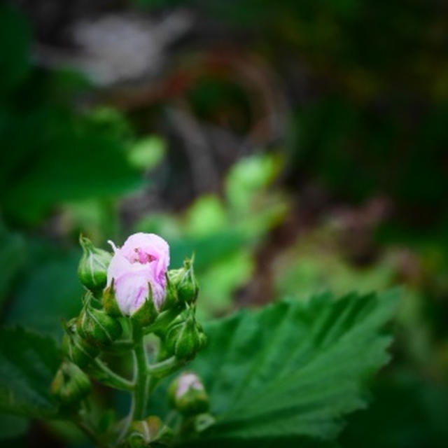 ブラックベリーの花