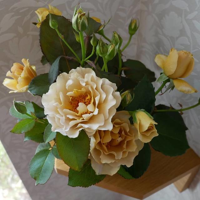 バラ、エバンタイユドールを切り花に