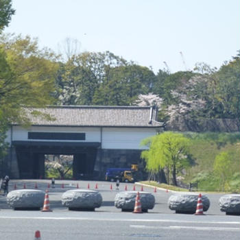 日比谷公園の桜