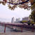 大阪城公園でお花見へ