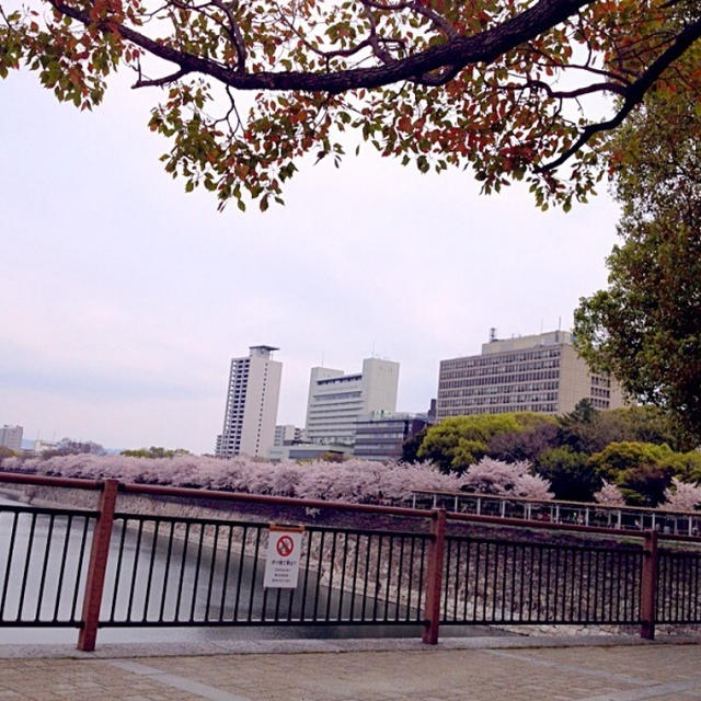 大阪城公園でお花見へ