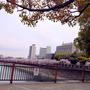大阪城公園でお花見へ