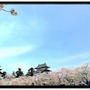 GW東北の三大桜を満喫♪2015☆弘前城は感動