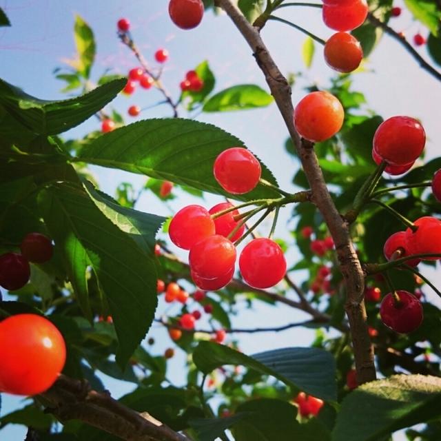桜ん坊狩り:*･｡+ﾟと夕御飯♪