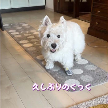 こうちゃん靴を履く