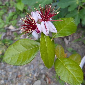花はたくさん咲いたけど果たして？