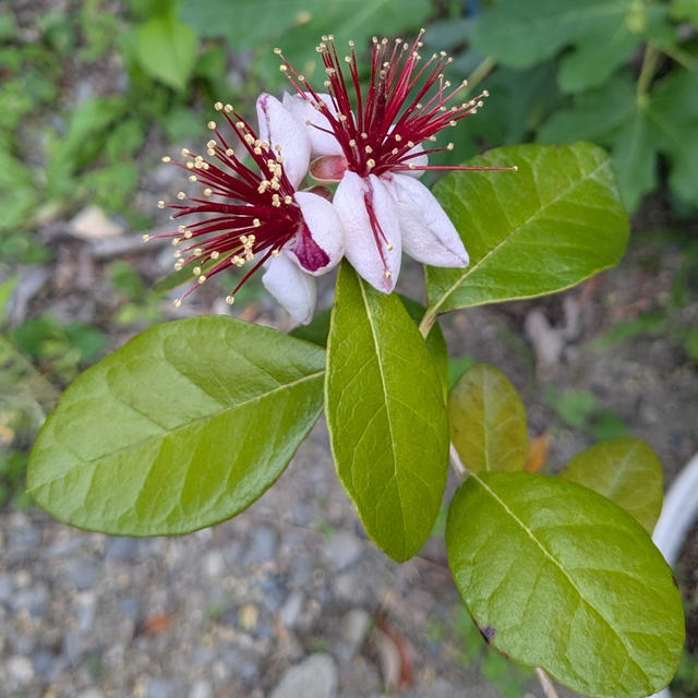 花はたくさん咲いたけど果たして？