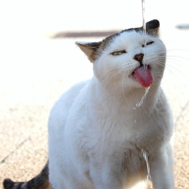 お水、美味しい？