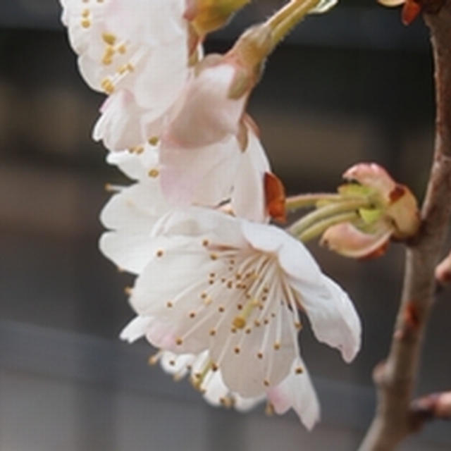 わが家のお庭は春爛漫、そして遅ればせながら…