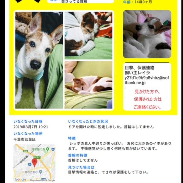拡散希望 迷子犬 ジャックラクセルミックス 千葉県から逃走 レシピブログ