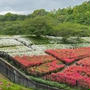 厚木つつじの丘公園