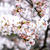 リニューアルした小倉城と桜まつり