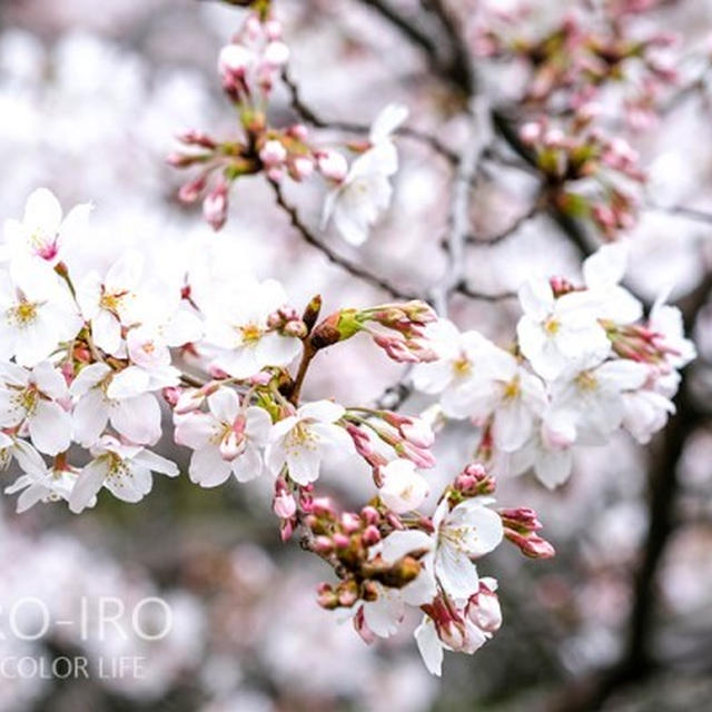 リニューアルした小倉城と桜まつり