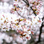 リニューアルした小倉城と桜まつり