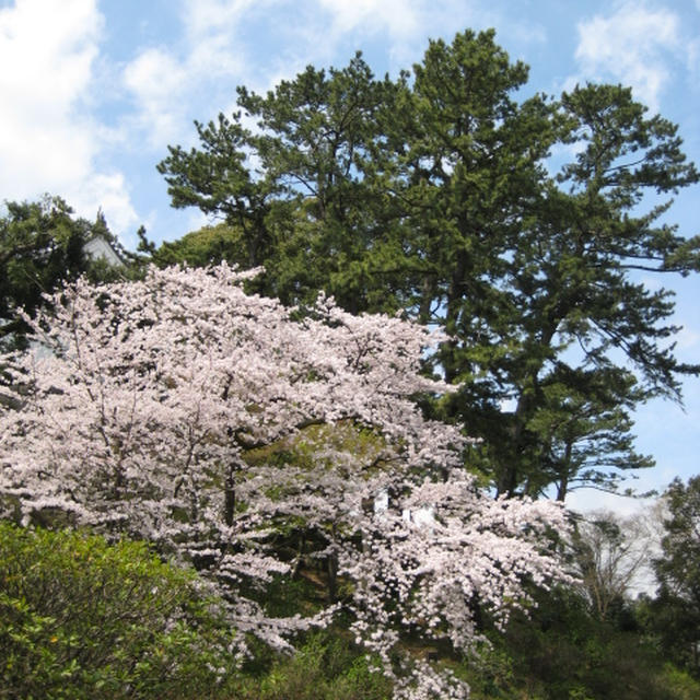 小田原城でお花見〜♪