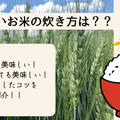 美味しいお米の炊き方！弁当にいれても美味しいご飯を炊こう！