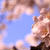 万博公園桜まつり