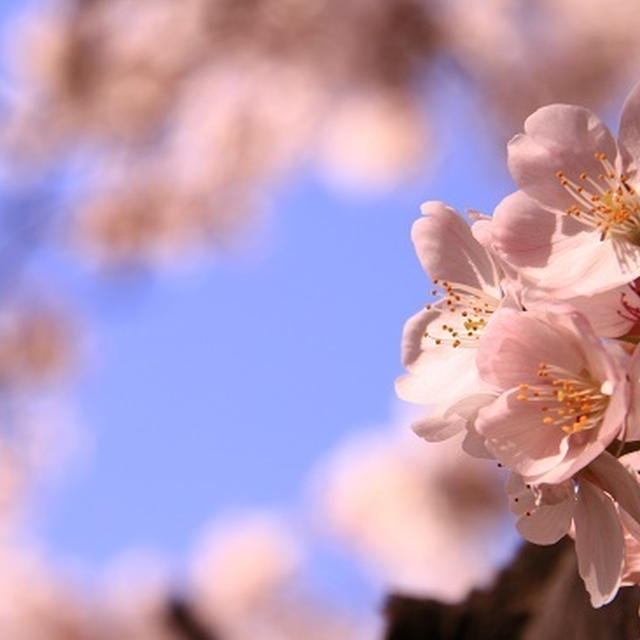 万博公園桜まつり