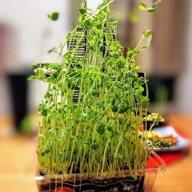 3ターン目の豆苗をカニカマとサラダに　台所菜園ありがたいです〜！
