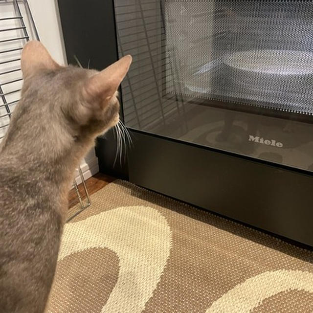 抱っこマン、オーブンの中が気になる…
